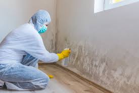 Best Mold Damage Restoration in Stroudsburg, PA