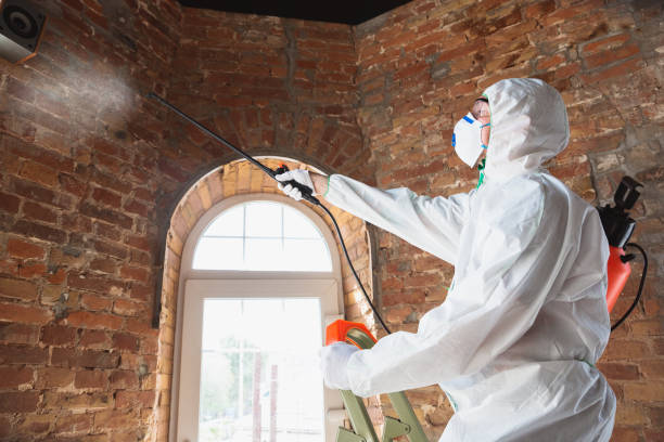 Best Basement Mold Removal in Stroudsburg, PA